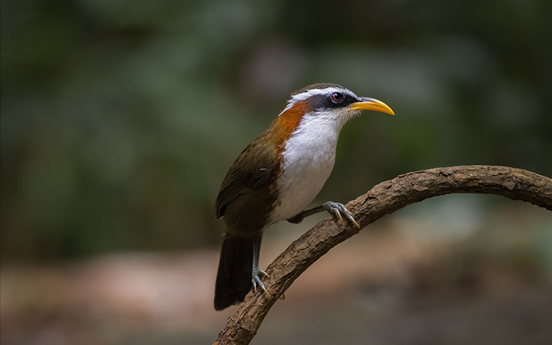 White-browed Scimitar-Babbler (Pomatorhinus schisticeps) at Da Lat Bird Hides - Southern Vietnam. Photo by: Phuc Le - Vietnam Bird Photography Tours - Vietbirdphototours.com